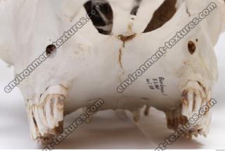 Photo Reference of Animal Skull